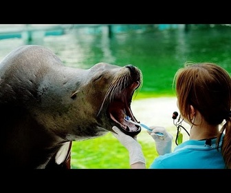 Replay Au zoo hongrois, un phoque se fait brosser les dents