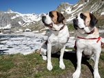Replay Saint-Bernard et ses chiens - GEO Reportage