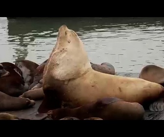 Replay L'otarie géante Chonkers attire la foule à San Francisco