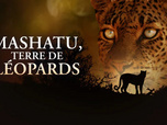 Replay Mashatu, terre de léopards