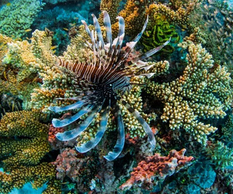 Replay L'avenir de la Grande Barrière de corail