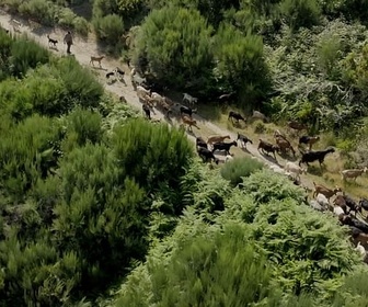 Replay Concours Et pourtant elles tournent 2 - Le dernier berger de Sabugueiro