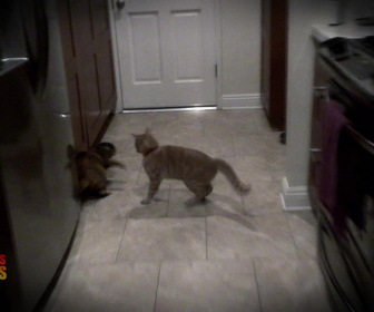 Replay Hell's cat : mon chat est un cauchemar - S8E11 - Gentil matou, méchant matou