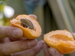 Replay Terroirs d'Europe - Les abricots de la Wachau en Autriche