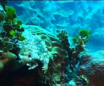 Replay Découverte du Monde - Coraux et fonds marins