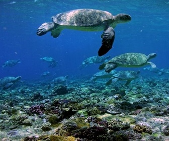 Replay Les défis de la Grande Barrière de corail