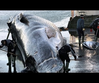 Replay Islande : expulsion et interdiction de retour pour 21 militants anti-chasse à la baleine