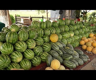 Replay De la terre à la table : suivre les récoltes saisonnières en Ouzbékistan
