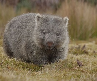 Replay Au royaume des wombats - La Tasmanie sauvage
