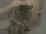 Replay Chiens et chats sans collier - Deuxièmes chances