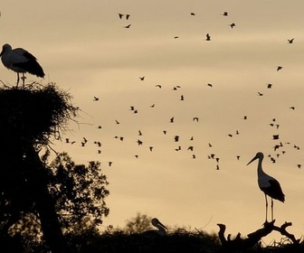 Replay Quand passent les oiseaux - Natura Europa