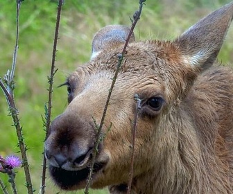 Replay L'élan - Les animaux sauvages d'Europe