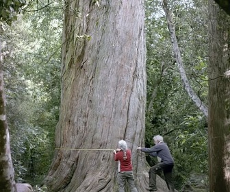 Replay Nouvelle-Zélande, la forêt des géants