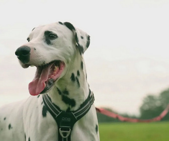 Replay Chiens et chats sans collier - Une seconde chance