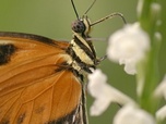 Replay Florilège - Les papillons !!! Ces super-héros de la nature