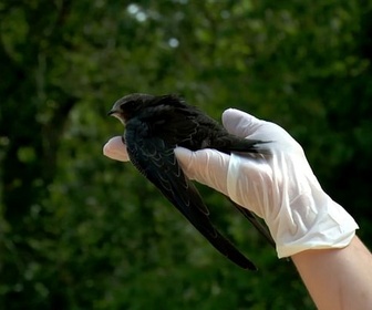 Replay Urgence climatique : un défi mondial - Les oiseaux, victimes oubliées des canicules