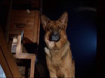 Replay Rex, chien flic - Le premier prix