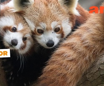Replay Sauvez les pandas roux ! - ARTE Junior, le mag