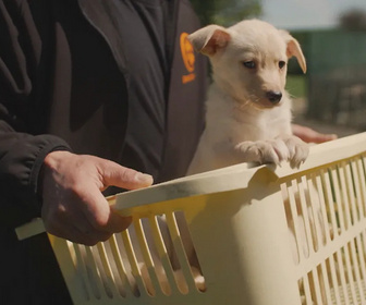 Replay Chiens et chats sans collier - Des caractères bien trempés