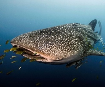 Replay Le long voyage d'un requin-baleine