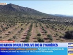 Replay Les longs formats des Locales - Dans Notre Histoire : fabrication d'huile d'olive bio à Eyguières