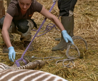 Replay Zoo: Le défi de demain - S2E5 - Un nouveau rêve