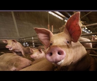 Replay Un foyer de peste porcine identifié en Croatie