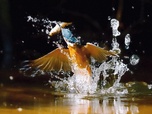 Replay L'invisible poésie de la nature