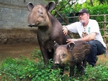 Replay Le tapir, jardinier des forêts tropicales - GEO Reportage