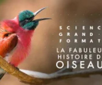 Replay La fabuleuse histoire des oiseaux, des dinosaures parmi nous