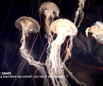 Replay C Jamy - La Réunion : merveille de l'Océan Indien !