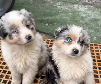 Replay Tfou d'Info du 18 mars 2026