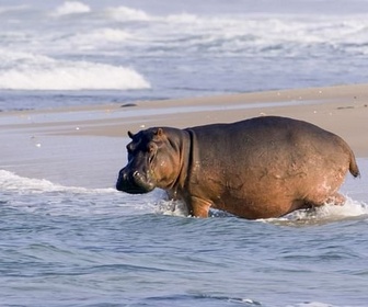 Replay Les hippopotames surfeurs du Gabon