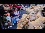 Replay Des milliers de moutons envahissent les rues de Madrid pour le festival de la transhumance