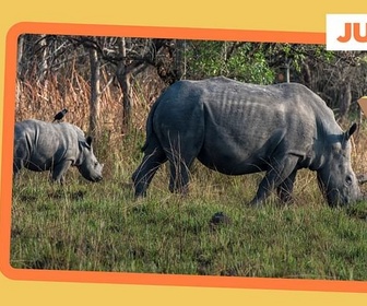 Replay Retour des rhinocéros en Ouganda - ARTE Journal Junior de mardi