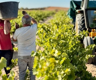 Replay Le vin sans alcool au secours des vignerons - ARTE Regards