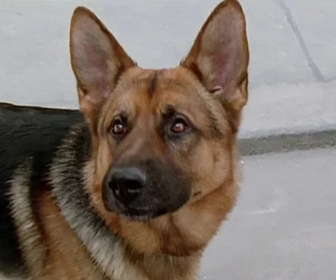 Replay Rex, chien flic - Les bas-fonds de Vienne