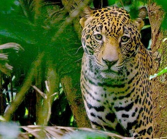 Replay Nos programmes en UHD - Costa Rica - Le réveil de la nature
