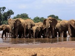 Replay Après le déluge - Kenya - Au rythme des pluies (1/4)