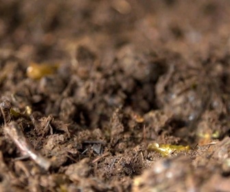 Replay Positive Outre-mer - Du compost venu du supermarché