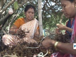 Replay Focus - Le boum du business des algues dans l'économie bleue de l'Inde