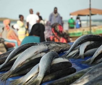 Replay Biodiversité : faire face à la sixième extinction - Sénégal : le fléau de la surpêche étrangère