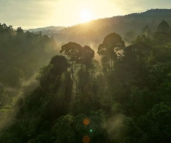 Replay 28 minutes - COP30 au Brésil : faut-il voir le vert à moitié plein ou le vert à moitié vide ?