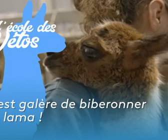 Replay A l'école des vétos - C'est galère de biberonner un lama !