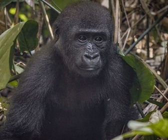 Replay République du Congo, la forêt des gorilles - Paradis naturels retrouvés