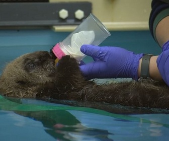 Replay Protéger les espèces animales - Bonnes nouvelles de la planète