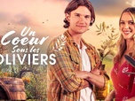 Replay Un coeur sous les oliviers