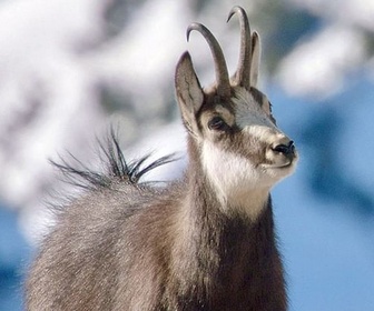 Replay Le royaume des animaux - Un hiver dans les Alpes