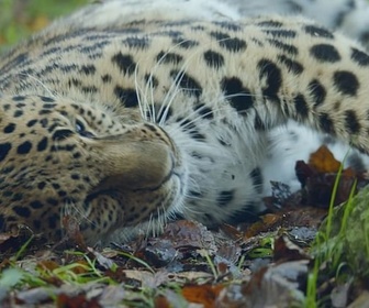 Replay La recherche de l'ivresse - Les animaux guérisseurs