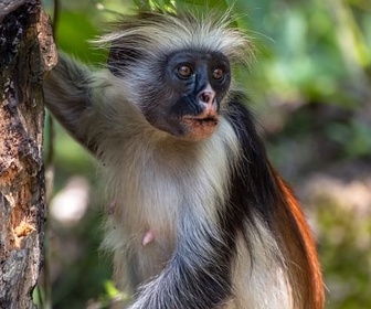 Replay Les îles - Espèces en voie d'adaptation